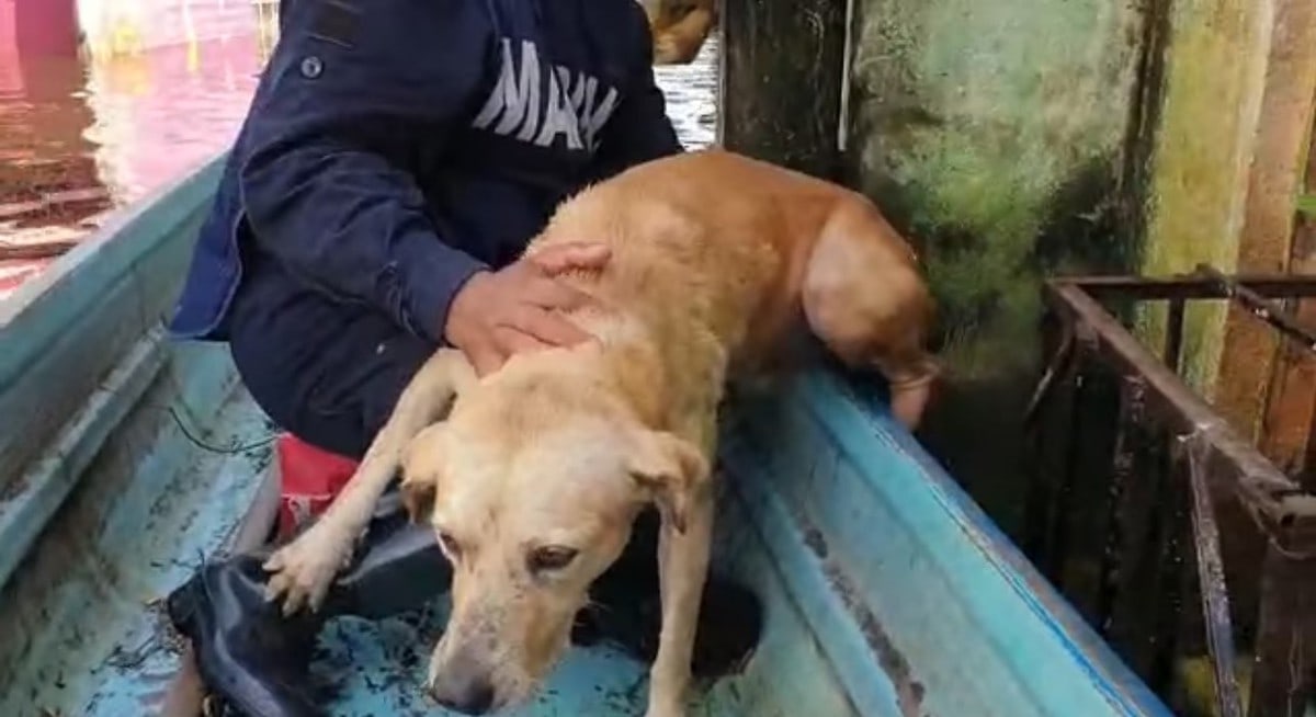 Мужчина спас собаку. Собака спасает человека из воды. Люди спасли собаку, которая стояла на задних лапах в воде. Собака в воде с человеком.